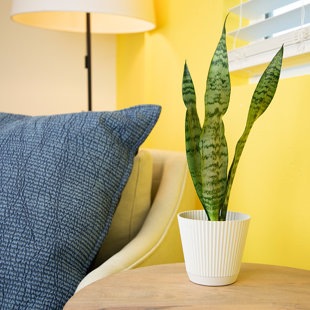 Altman Specialty Plants Live Snake Plant (Sansevieria) Plant in Decorative Vase