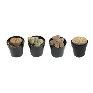 Altman Specialty Plants Live Succulent Plant in Nursery Pot