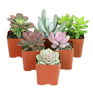 Altman Specialty Plants Live Succulent Plant in Nursery Pot
