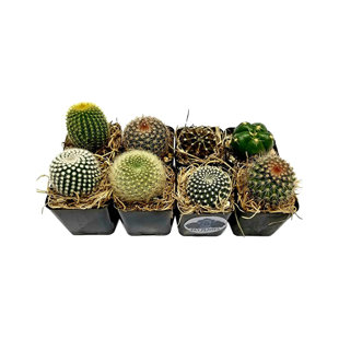 FATPLANTS Live Cactus Low Maintenance Plant