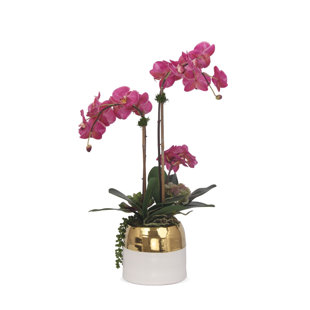 JENNY SILKS Silk Orchid Arrangement in Pot