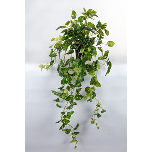 DIE SAISONTRUHE Kunstpflanze Scindapsus Aureus im Topf