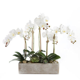 JENNY SILKS Orchid Arrangement in Pot