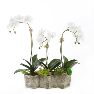 JENNY SILKS Orchid in Planter