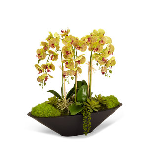 T&C FLORAL COMPANY Orchid Arrangement in Planter