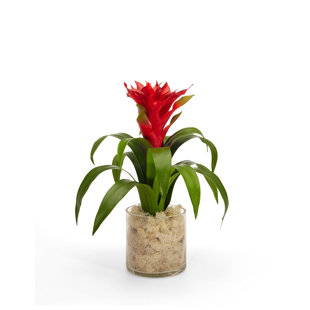T&C FLORAL COMPANY Tropical Faux Silk Arrangement in Jar