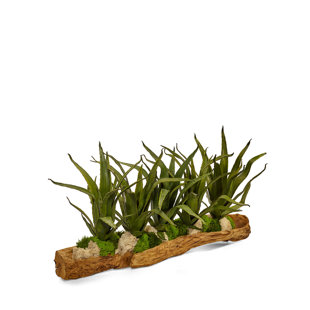 T&C FLORAL COMPANY 19'' Succulent Plant in Wood Planter