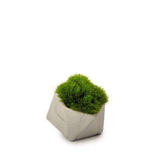 T&C FLORAL COMPANY 6'' Faux Succulent Grass in Stone Pot