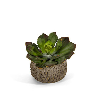 T&C FLORAL COMPANY Echeveria in Clay Embellished Plant in Pot