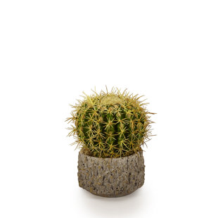T&C FLORAL COMPANY Barrel in Clay Embellished Cactus Plant in Pot