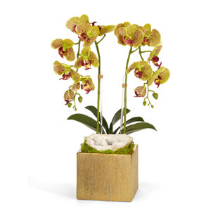 T&C FLORAL COMPANY Orchid Arrangement in Planter