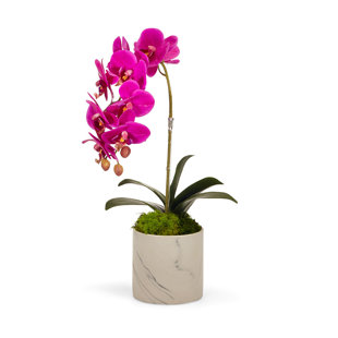 T&C FLORAL COMPANY Orchid Arrangement in Pot