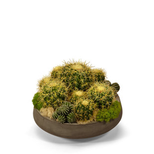 T&C FLORAL COMPANY 15'' Plant in Concrete Pot