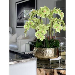 CFA DESIGN GROUP Blooming Orchid in Pot