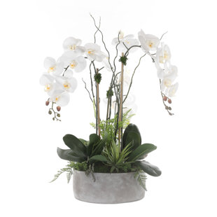 JENNY SILKS Orchid Arrangement in Pot