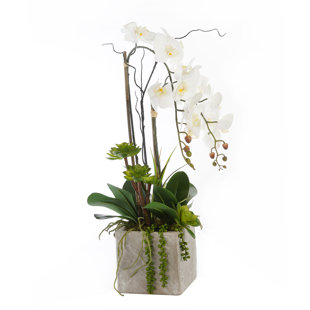 JENNY SILKS Orchid Arrangement in Pot