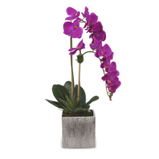 JENNY SILKS Orchid Arrangement in Pot