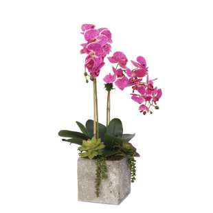 JENNY SILKS Faux Silk Orchid Arrangement in Pot