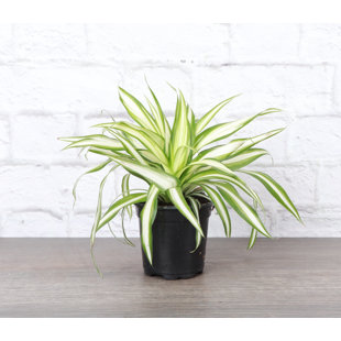 THORSEN'S GREENHOUSE Live Spider Plant