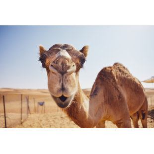 GRACIE OAKS Curious Camel In Desert by Chalabala - Wrapped Canvas Print