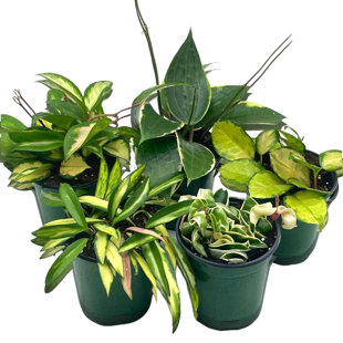 FLORIDA HOUSE PLANTS Variegated Hoya Assortment Set Hindu Rope Wayetii Australis Macrophylla Kri