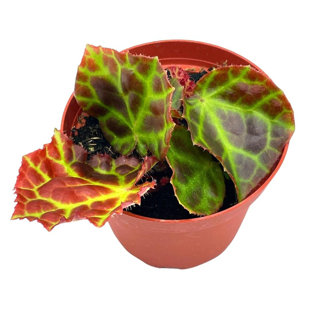 FLORIDA HOUSE PLANTS Begonia Rajah 4 inch Pot Extremely Rare Homegrown Exclusive Pink Spotted Bego