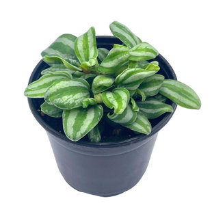 FLORIDA HOUSE PLANTS Peperomia Mini Watermelon, 4 Inch