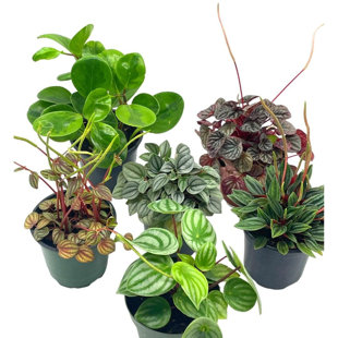 FLORIDA HOUSE PLANTS Watermelon, Marble, Ripple, Rosso, Albviotta, Carperata Set 4 Inch Pots