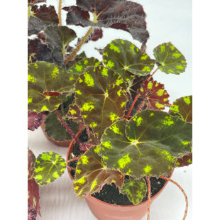 FLORIDA HOUSE PLANTS Set Of 3 Painted-Leaf Begonia 4 Inch