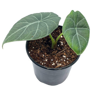 FLORIDA HOUSE PLANTS Alocasia Maharani Grey Dragon Plant, Alocasia Hybrid 4 Inch
