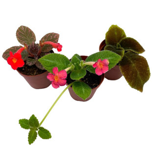 FLORIDA HOUSE PLANTS Flame Violet Episcia Cupreata Assortment Set 2 Pots 3 Different Velvet Plants