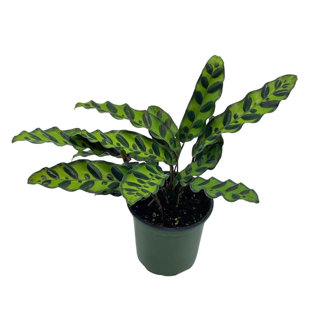 FLORIDA HOUSE PLANTS Calathea Lancifolia Rattlesnake Prayer Plant Rattle Snake 4 inch Pot