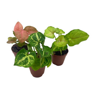 FLORIDA HOUSE PLANTS Syngonium Variety Assortment 3 Different Syngonium Plants Pink Strawberry Cre