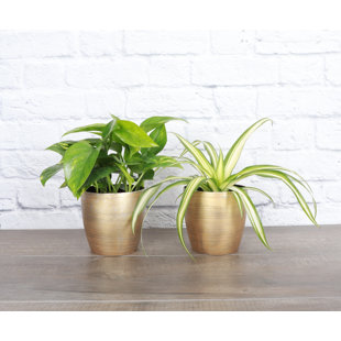 THORSEN'S GREENHOUSE Live Air Purifying Houseplant Set in Classic Pots