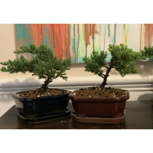 Lucky Bonsai Limited Live Bonsai Plant in Ceramic Pot