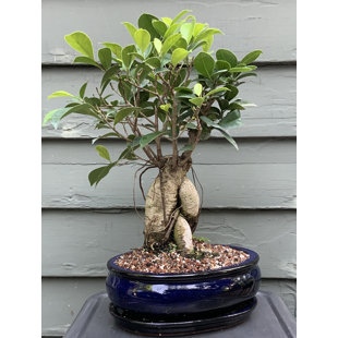 Lucky Bonsai Limited Live Bonsai Plant in Ceramic Pot