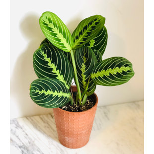 Brumley & Bloom Low Maintenance Pet Friendly 12'' Prayer Plant in a Resin Pot with Air Purifying Qualities for Outdoor Use