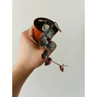 Brumley & Bloom Live Succulent Plant in Pot