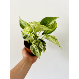 BRUMLEY & BLOOM Pothos Marble Queen Plant