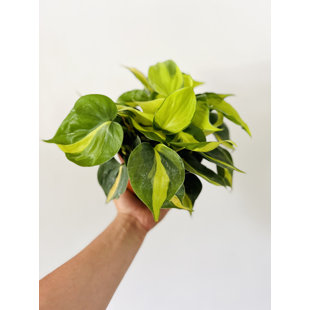 BRUMLEY & BLOOM Philodendron Brasil Plant