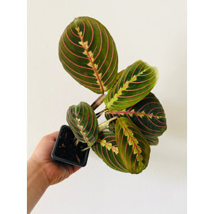 BRUMLEY & BLOOM Prayer Plant