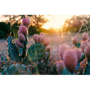GRACIE OAKS Prickly Pear Cactus At Sunset by Candice Estep - Wrapped Canvas Print