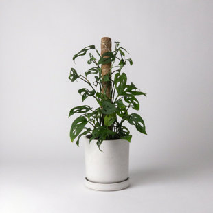 KANSO DESIGNS Plant Support