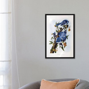 VAULT W ARTWORK 'Blue Jay' by John James Audubon Painting Print on Canvas