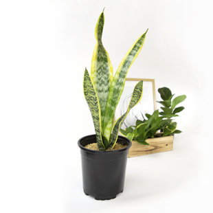 Altman Specialty Plants Live Snake Plant Low Maintenance Plant in Nursery Pot