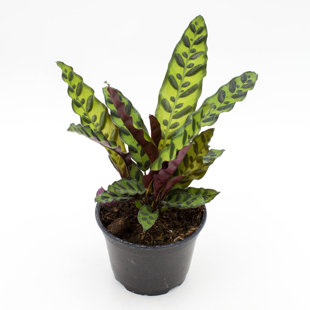 WEKIVA FOLIAGE LLC Rattlesnake Calathea - Live Plant in a 4 Inch Pot - Beautiful Indoor Houseplant