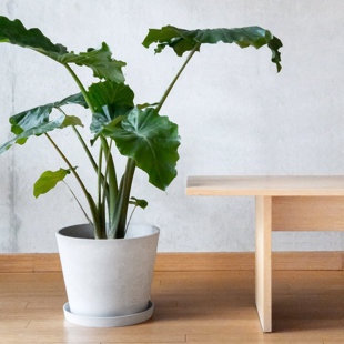 KANSO DESIGNS Pot Plants