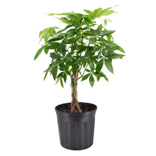 Arcadia Garden Products Money Tree In Grower Pot Live Money Tree (Pachira Aquatica) (Jade Plant) Plant in Pot