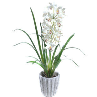 GOLD EAGLE USA Cymbidium Arrangement in Planter