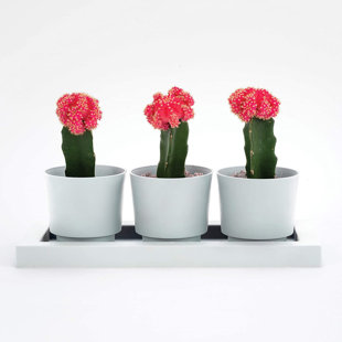 BLOEM Trio Plastic Nursery Pot Set with Saucer Tray